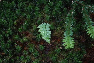 北横岳の高山植物