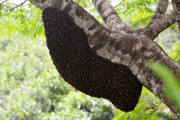 swarm of bees in beehive
