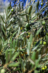 Obraz na płótnie Canvas Organic and authentic dalmatian olive tree