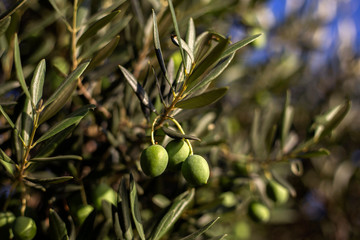 Organic and authentic dalmatian olive tree
