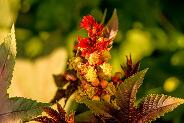 castor-oil plant with leaves and flower