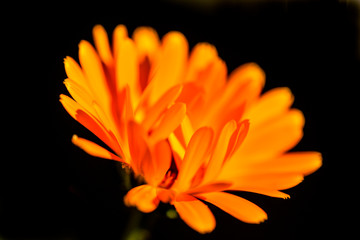 Calendula, medicinal plant with flower