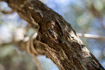 Fototapeta premium Cricket on tree in Dalmatia