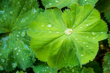 lady`s mantle with dew drops