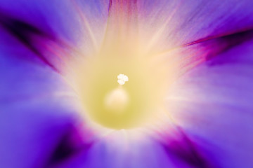 morning glory, drug of the aztecs