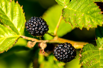 blackberries, ripe fruits on its bush in summer in Germany
