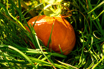 squash in a garden in summer