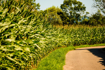 corn field in summer in Germany