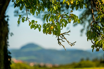 cider pear on a tree