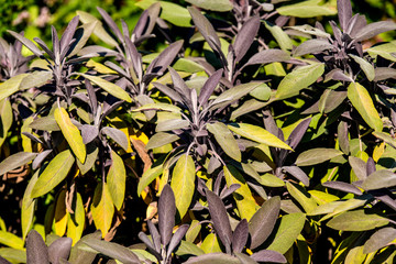 sage, medicinal plant with leaves