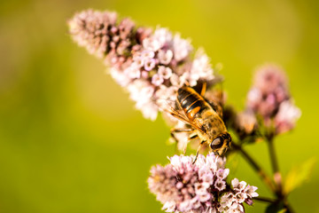 drone fly on a flower of a peppermint in summer in Germany