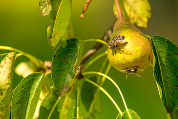 cider pear on a tree with fly