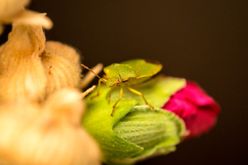 green shield bug on a mallow flower