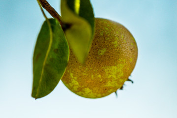  cider pear on a tree