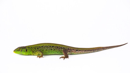 Green lizard isolated on white background