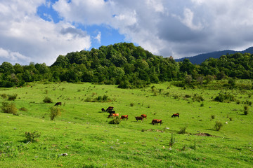 Fototapeta na wymiar Cows grazing in the foothills of Abkhazia in summer in sunny day
