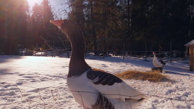 irritated geese in snowy environment, close shot