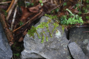 北横岳の森の苔