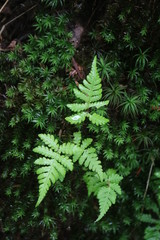 Fototapeta na wymiar 北横岳の高山植物