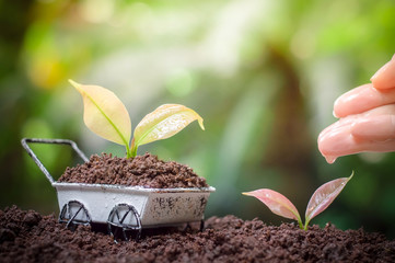 Close up of woman's hand nurturing and watering a young plants in the garden, Plants growing up on wheel barrow