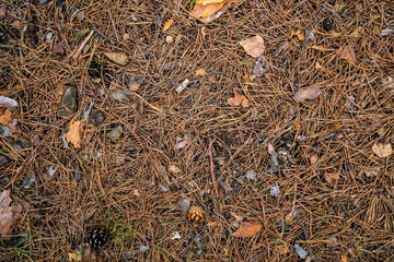 Texture yellowed needles