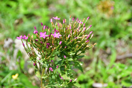 Centaurium (Gentianaceae family) in the mountains of Abkhazia In August