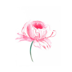 watercolor pink flower isolated  on white