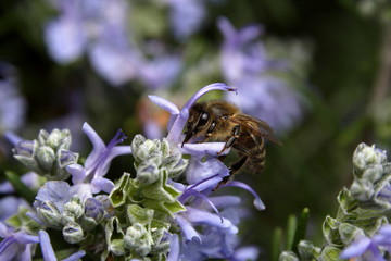 bee on flower