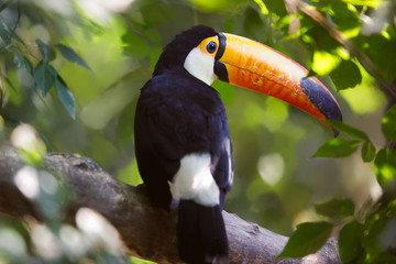 Naklejka premium toucan
