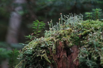 北横岳の森の苔