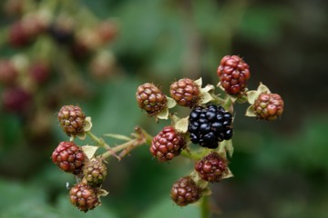 blackberries on branch