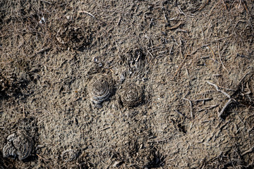 Texture of lifeless river dried river bed