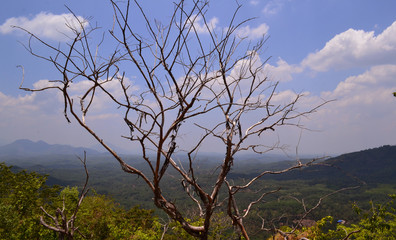 tree and sky