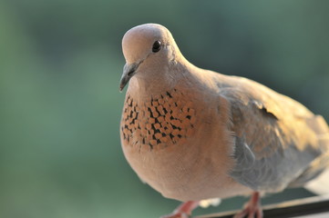 pigeon on a background