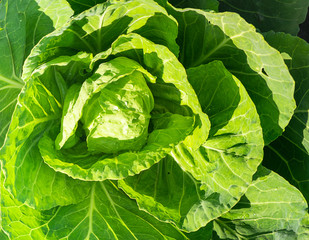 Fresh white cabbage leaves close-up from above. Organic food vegetables. Natural background.
