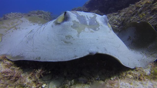 Bull Ray, Cowtail Stingray Or Fantail Sting Ray Close Up Of Bottom Dwelling Stingray Resting On Coral Reef Sand In Blue Sea Water Australia. Underwater Wide Angle Of Green Stingray In Australia
