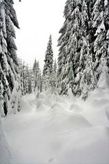 Obraz premium snow covered fir trees in the forest