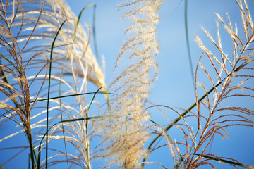 white reeds grass flower against blue sky