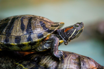 closeup of turtle