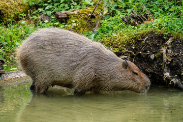 Capybara, Hydrochoerus hydrochaeris grazing on fresh green grass