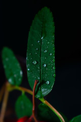 Bright green leaf with a branch of Rowan, moistened with water, on a dark concrete background. Macro photography of water droplets on the sheet. Water drop.