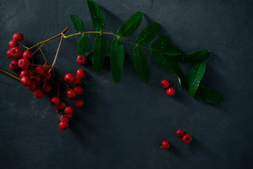 Beautiful, red, Mature, flowering Rowan, lying on a concrete dark background.