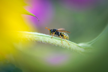 Wespe makro an Sonnenblume