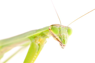 白背景のカマキリ