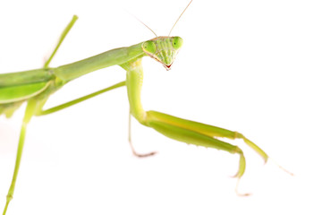 白背景のカマキリ