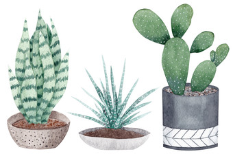 Watercolor hand painted set of house plants. Sansevieria, cactus and succulent. Perfect for your design of greeting cards, invitations and prints