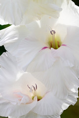 Snow white iris flower in detail.