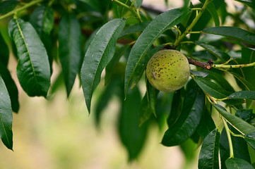 Unripe peach fruit on a twig in detail with green leaves.