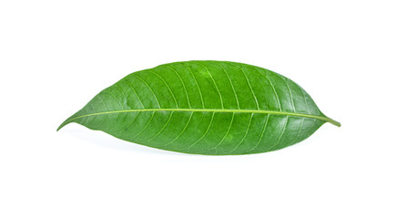 Fototapeta na wymiar mango leaves on a white background.