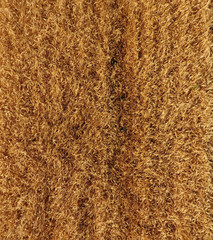 Ripe barley is a top view. The field of barley